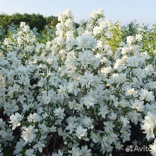 Жасмин чубушник саженцы