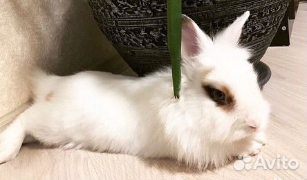 Степашка кролик