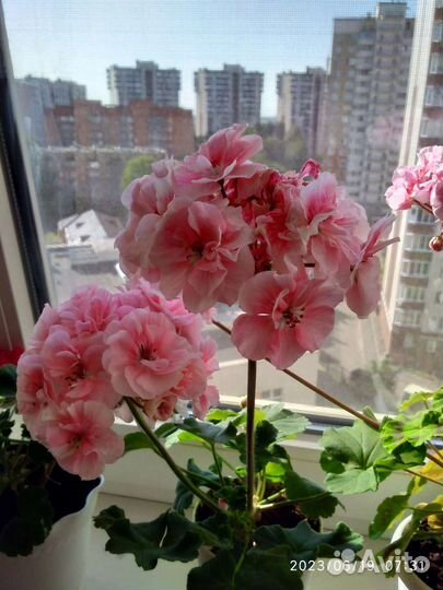 Пеларгония сорт Кomtess