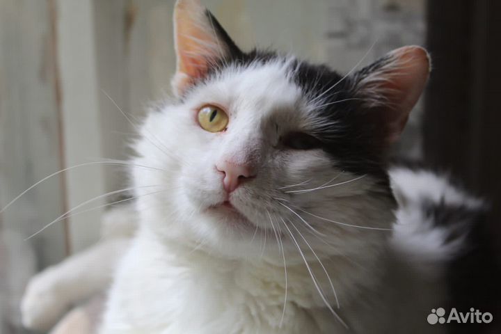 Черно-белый кот