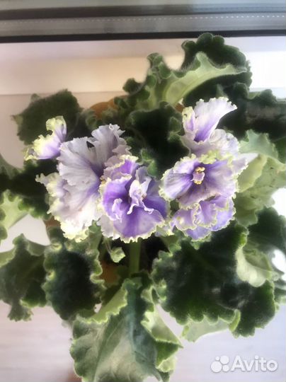 Сортовые фиалки