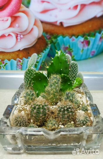 Флорариум в кружке и в пепельнице