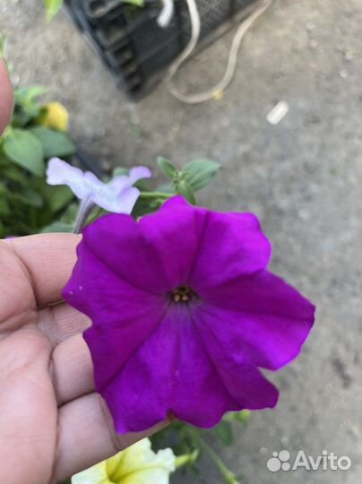 Рассада петунии