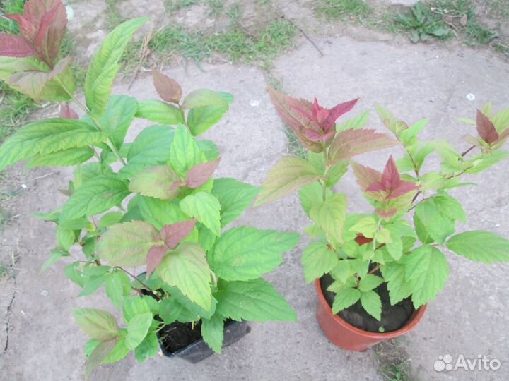 Спирея макрофила