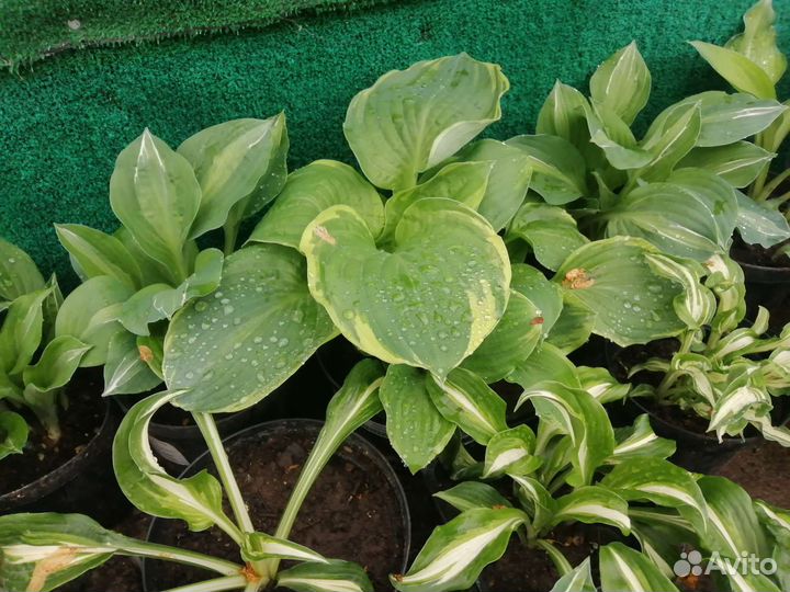 Хоста растение