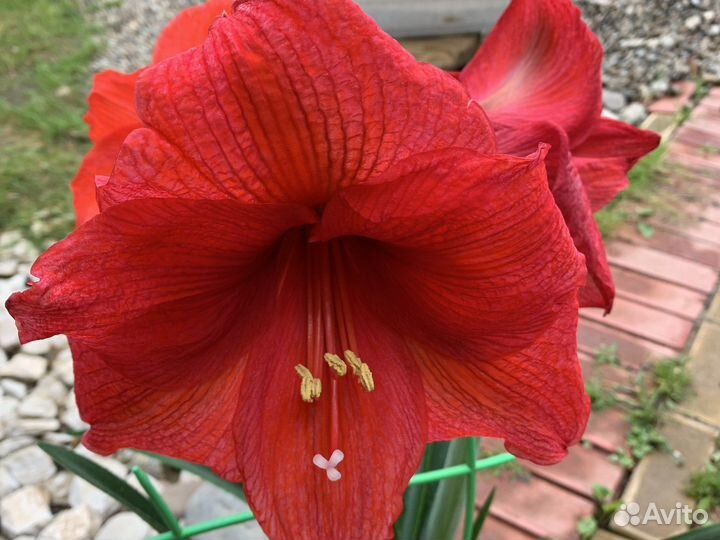 Гиппиаструм