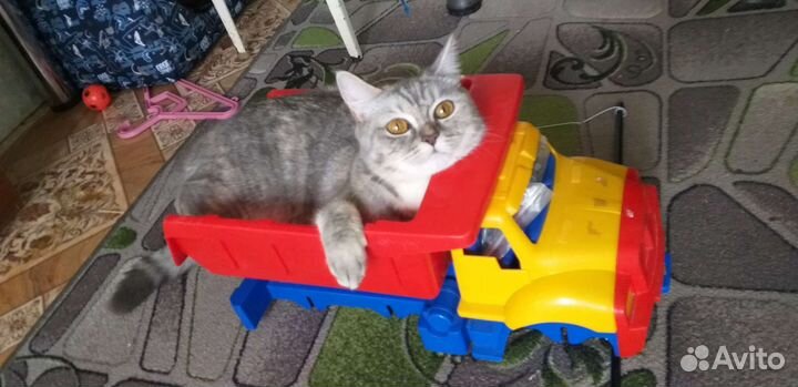 Кошка