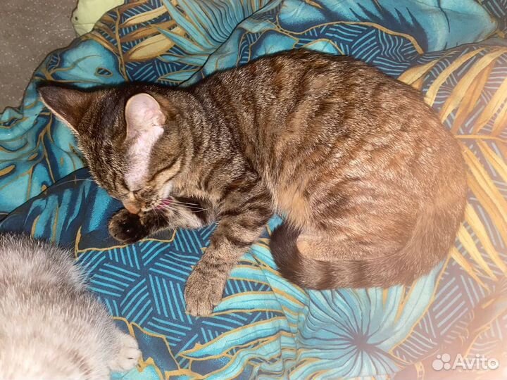 Котята в добрые руки бесплатно