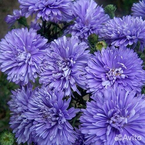 Астра новобел. Мари Баллард (саженцы)