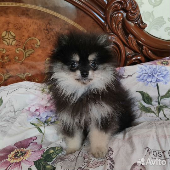 Померанский шпиц мини мальчик
