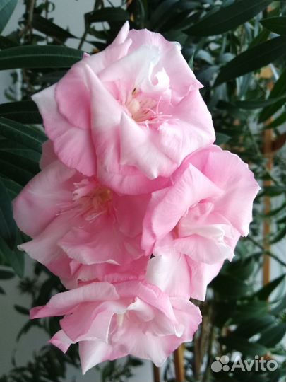 Олеандр махровый, комнатные растения