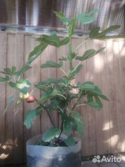 Саженцы инжира