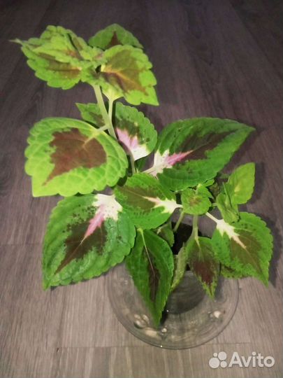 Домашние цветы