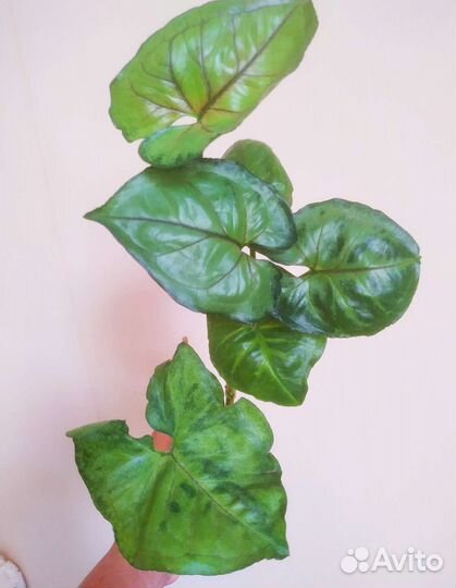 Сингониумы