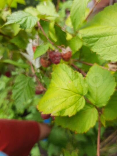 Дача 20 м² на участке 9 сот.