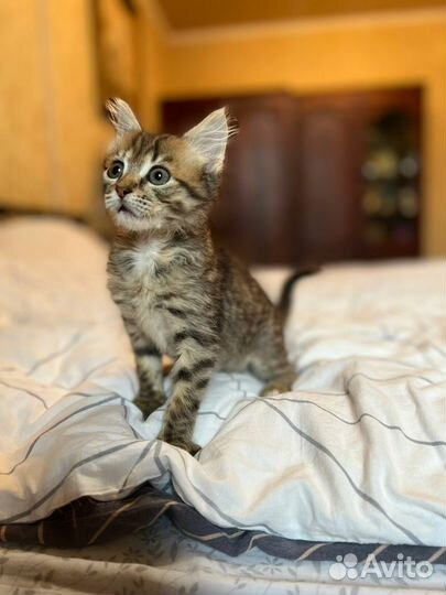 Котенок в добрые руки