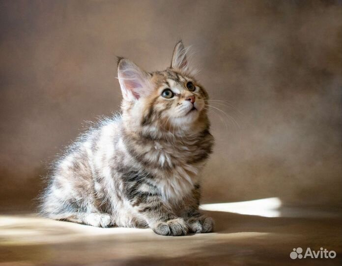 Курильский бобтейл. Прекрасные девочки