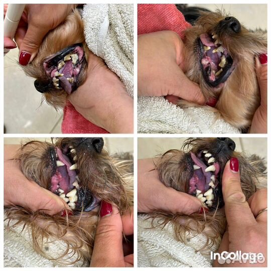 Груминг и ультразвуковая чистка зубов