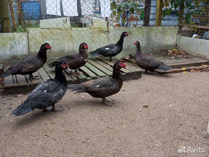 Мускусные утки тяжелые линии