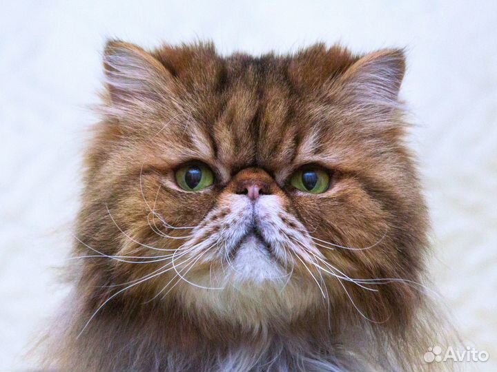 Персидский котик Маффин