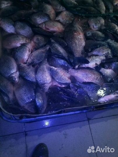 Карась Живой рыба