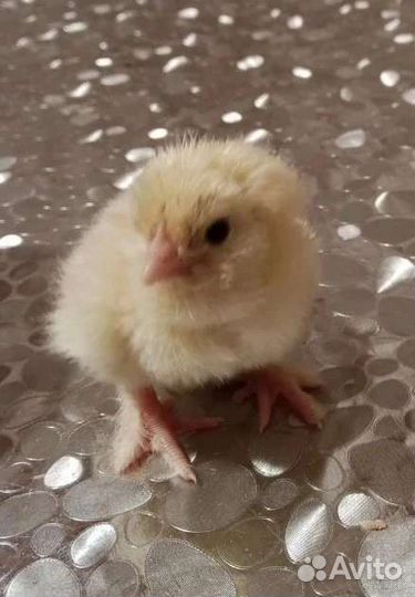 Цыплята суточные и подрощенные