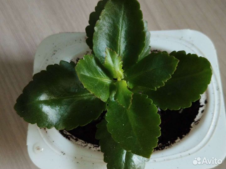 Каланхоэ сортовой