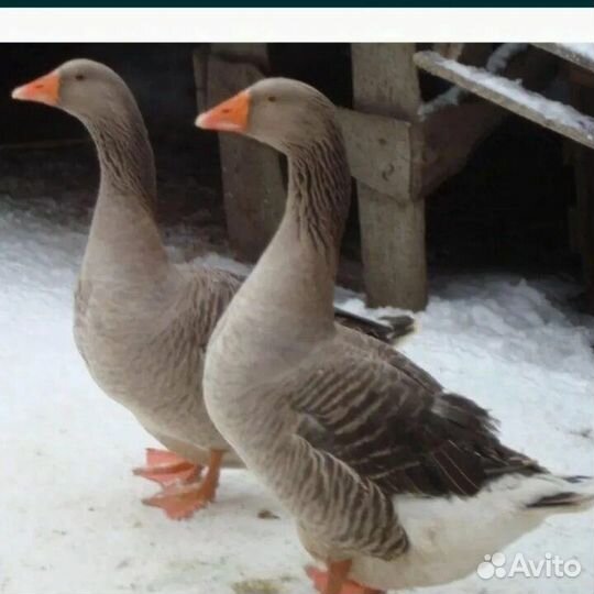 Серые домашние гуси живьём