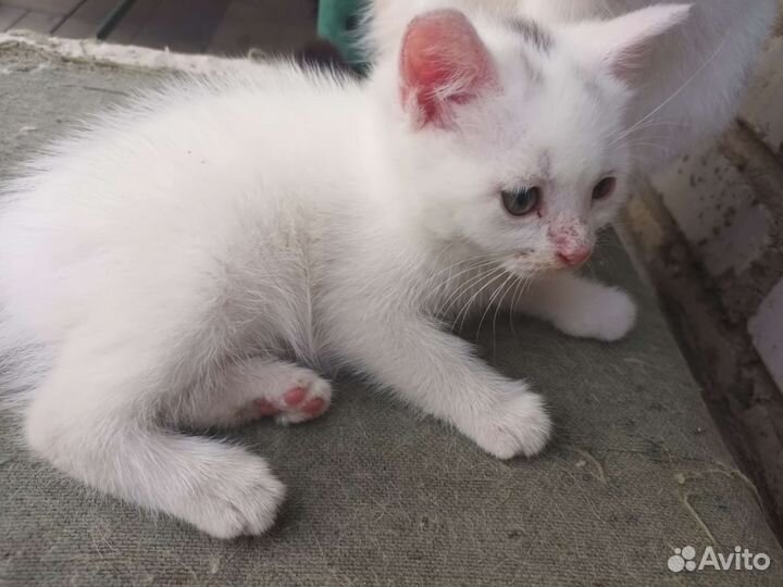 Котята в добрые руки бесплатно