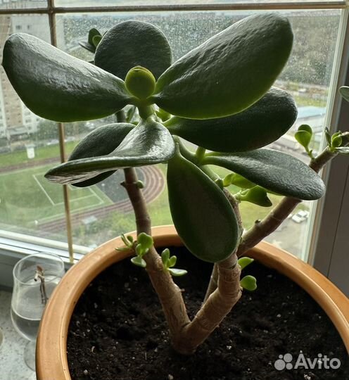 Толстянка денежное дерево
