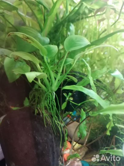 Анубиас нана