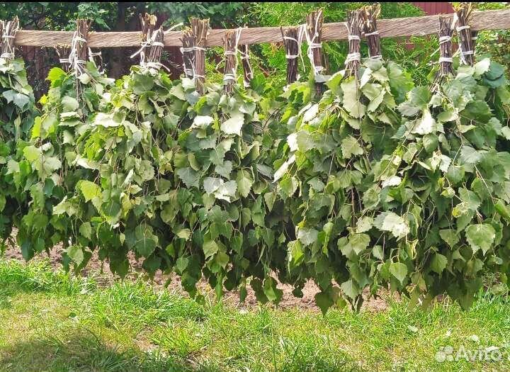 Свежие березовые веники