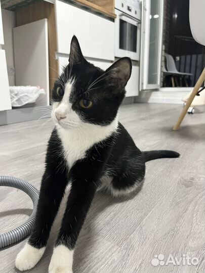 Кошка молодая 2 года