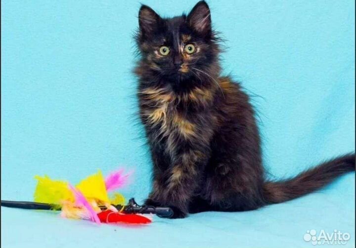 Котята - девочки