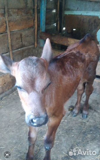 Телята бычки телечки