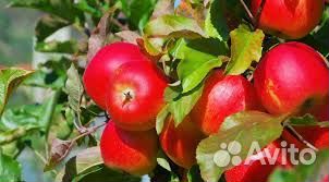 Разнорабочие /сбор яблок/Вахта в Липецк