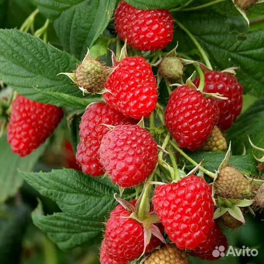 Малина ремонтантная Полька Саженцы