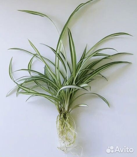 Хлорофитум