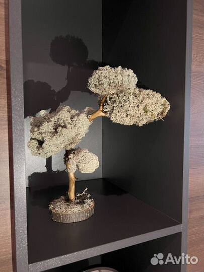 Удивительное дерево