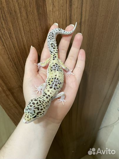 Эублефар