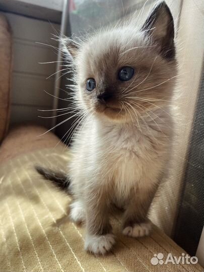 Отдам котят в добрые руки