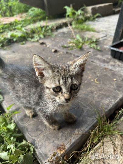 Котята в добрые руки бесплатно