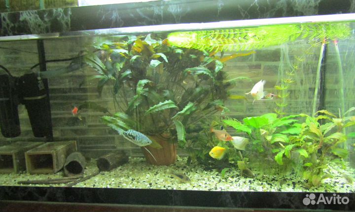 Аквариумные рыбки