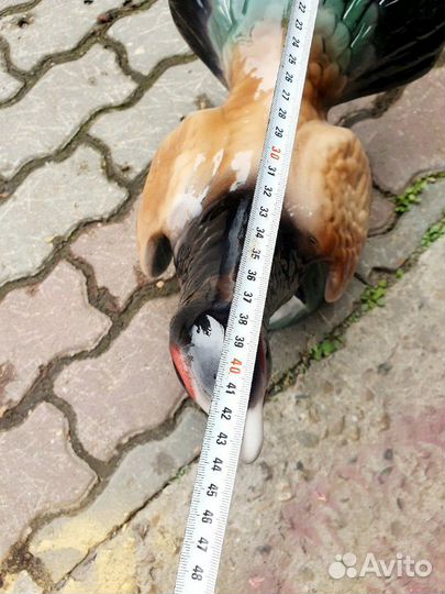 Большой глухарь