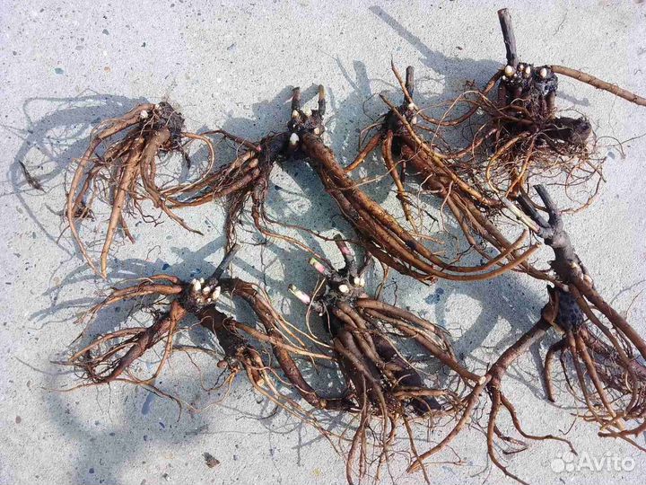 Корни пионов