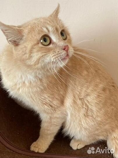 Котик в добрые руки