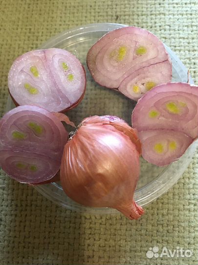 Лук шалот семейный