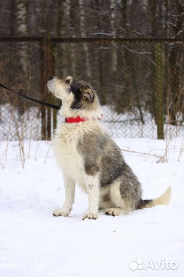 Бородатик Батон в дар