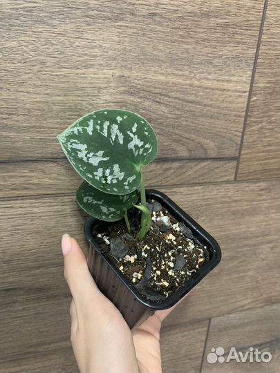 Сциндапсус пиктус