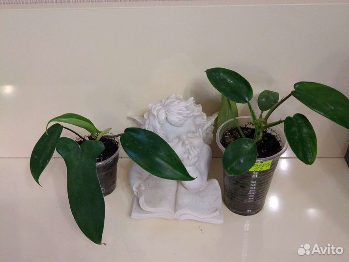 Филодендроны